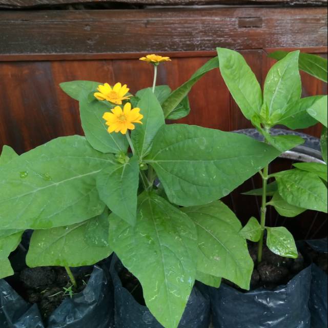 Tanaman hias bunga matahari mini/ Bunga matahari kecil/ Bunga seribu bintang