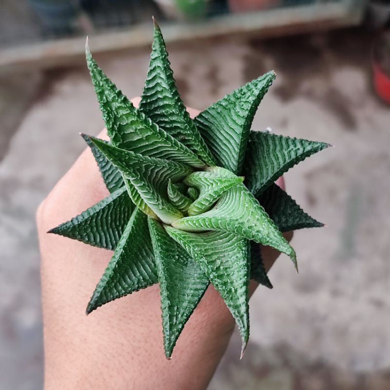 Sukulen Haworthia limifolia Murah