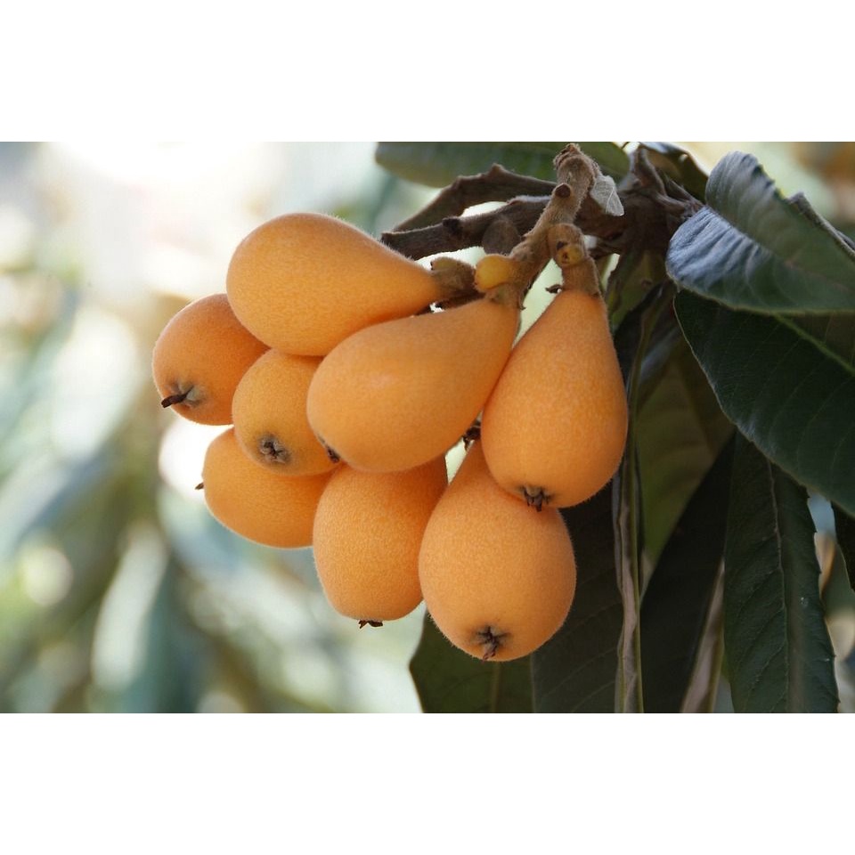 Ready bibit buah biwa cepat berbuah