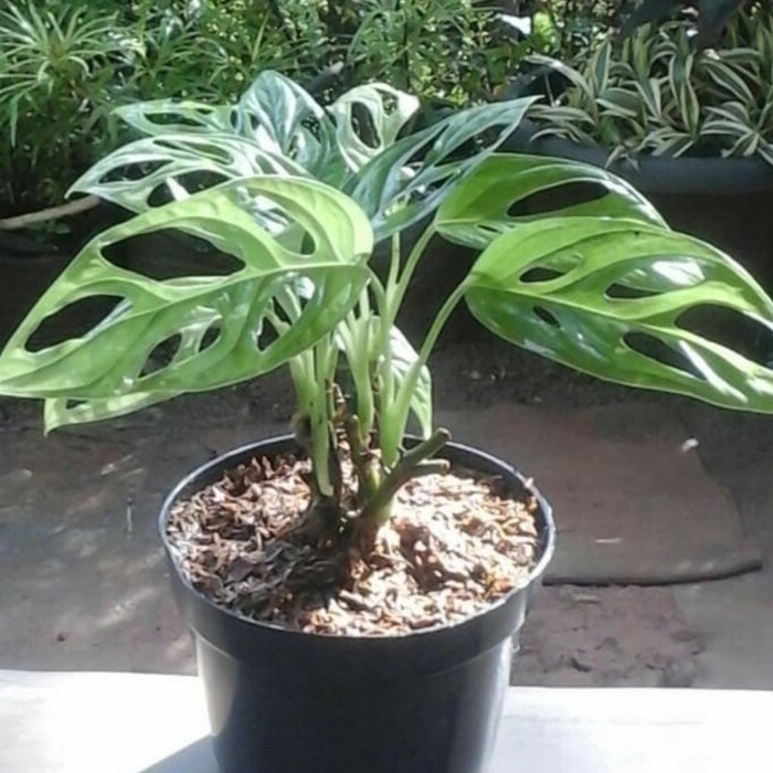 Tanaman hias monstera obliqua - Philo Swis - tanaman hias janda bolong