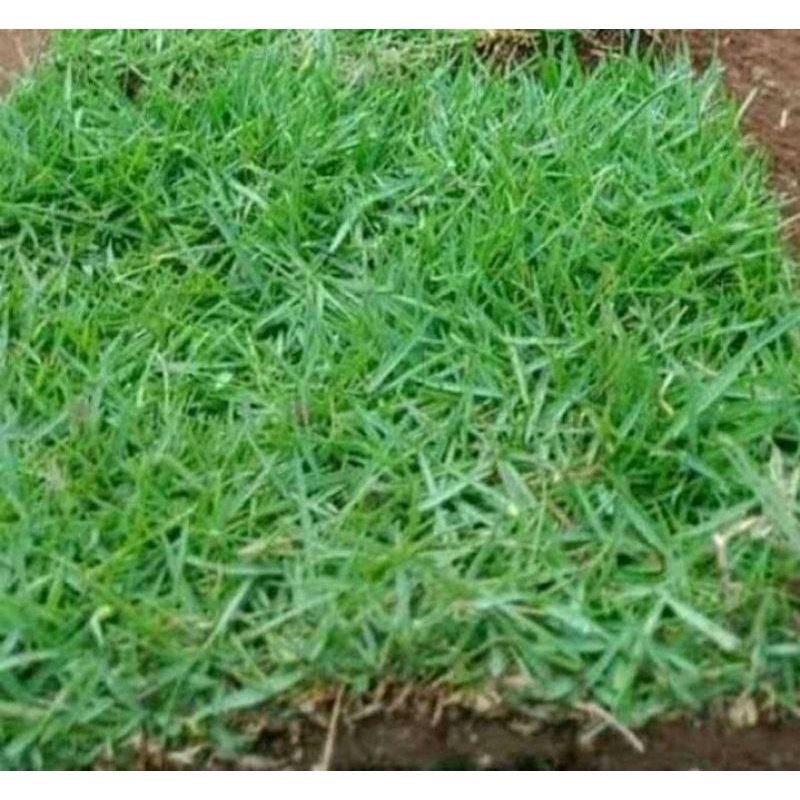 rumput Jepang 1 meter