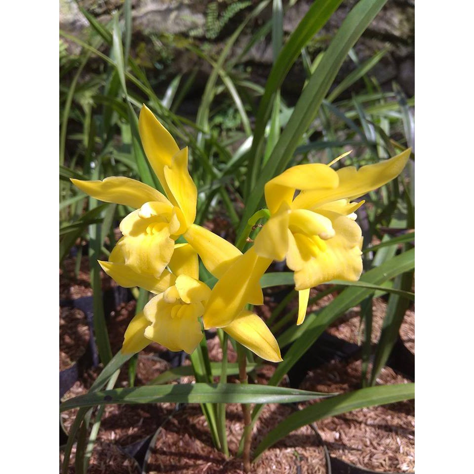 Anggrek Cymbidium Golden Boy Dewasa Berbunga