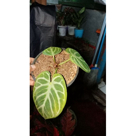 kuping gajah dorayaki