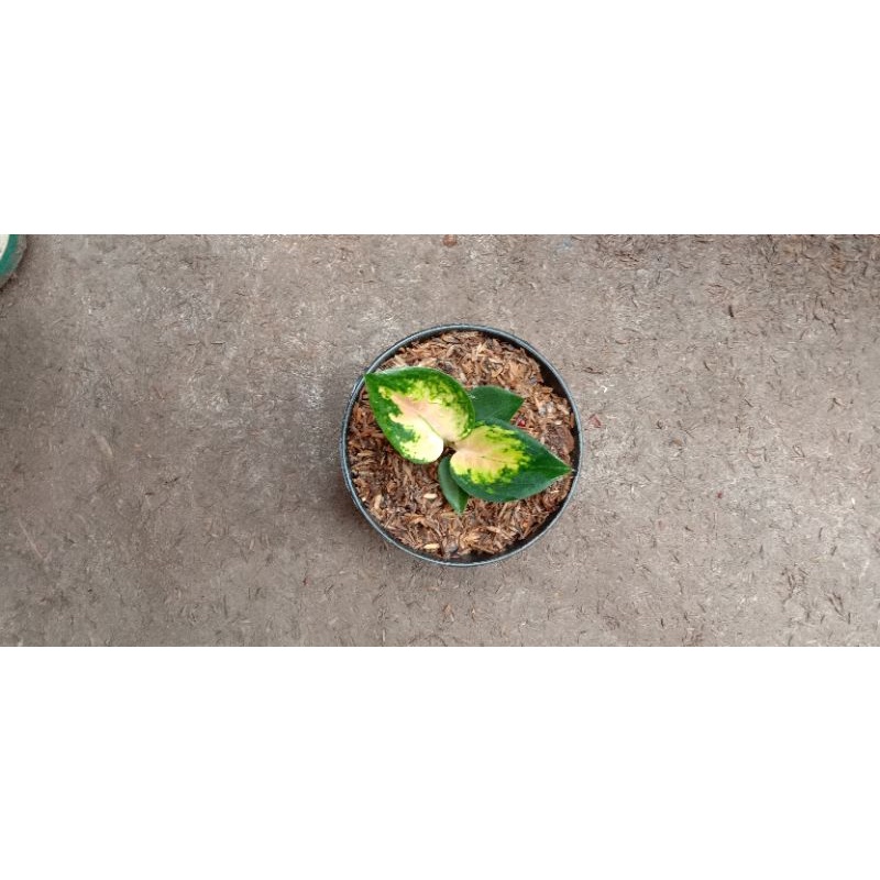 AGLONEMA BABY SULTAN BRUNEI