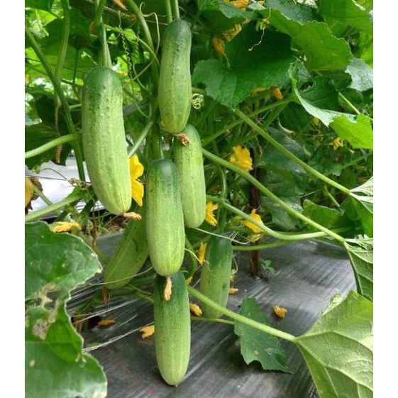 10 biji benih timun/mentimun lokal bibit tanaman sayuran unggul