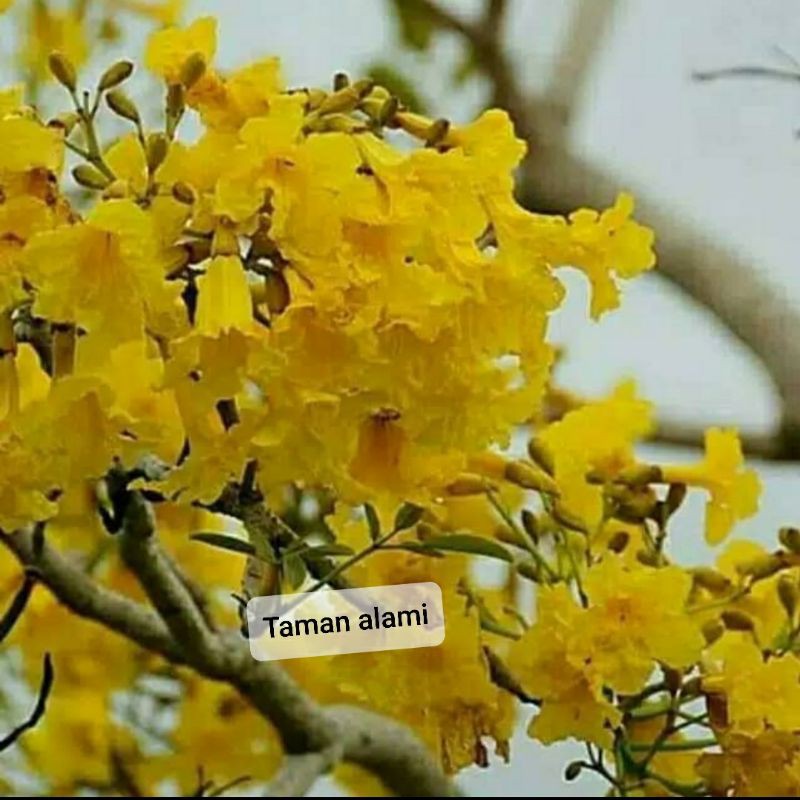tanaman bunga sakura indonesia tabebuya kuning - bunga tabebuya kuning - pohon tabebuya
