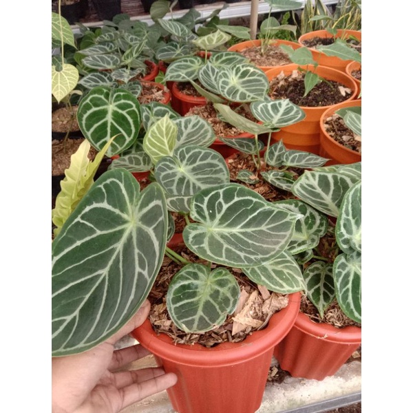 ANTHURIUM DORAYAKI ORIGINAL-REAL PICT