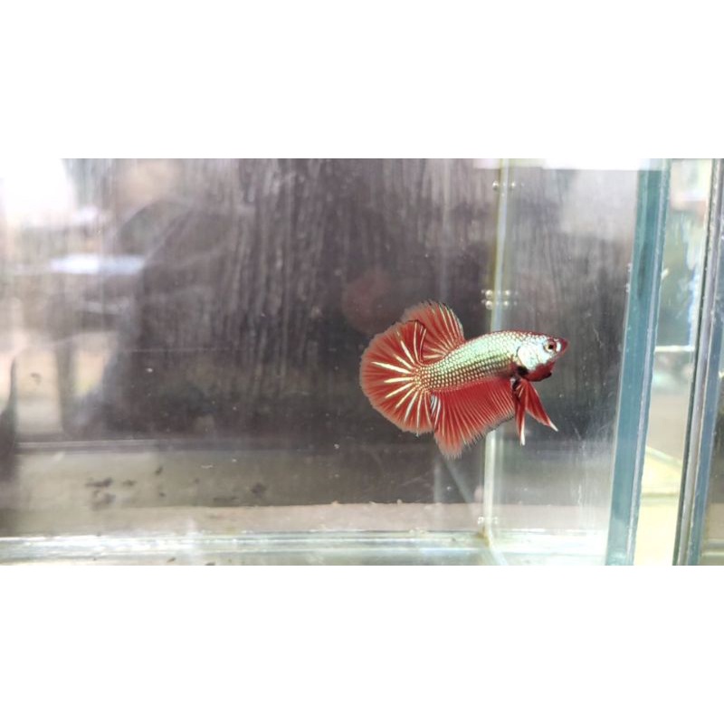 under baby HMPK besgel progres