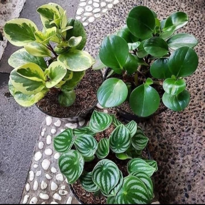 paket 3 tanaman hias peperomia water melon variegata dan hijau