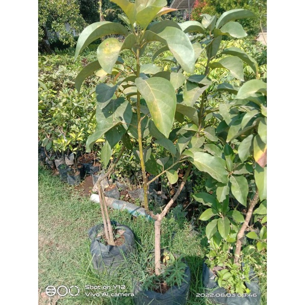 BIBIT ALPUKAT MARKUS TINGGI 1 METER BATANG BESAR