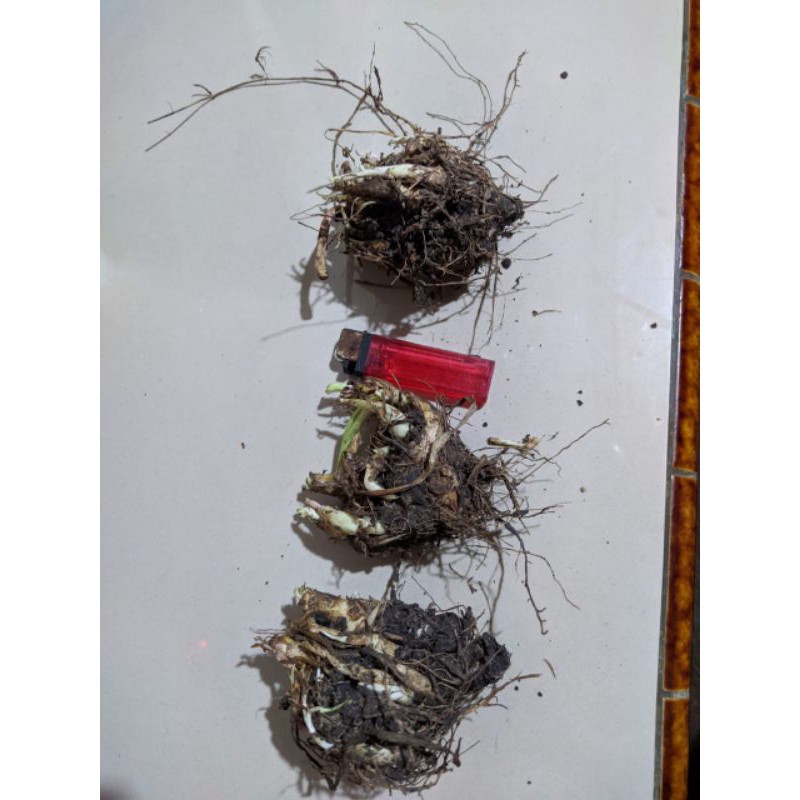 umbi bunga sedap malam