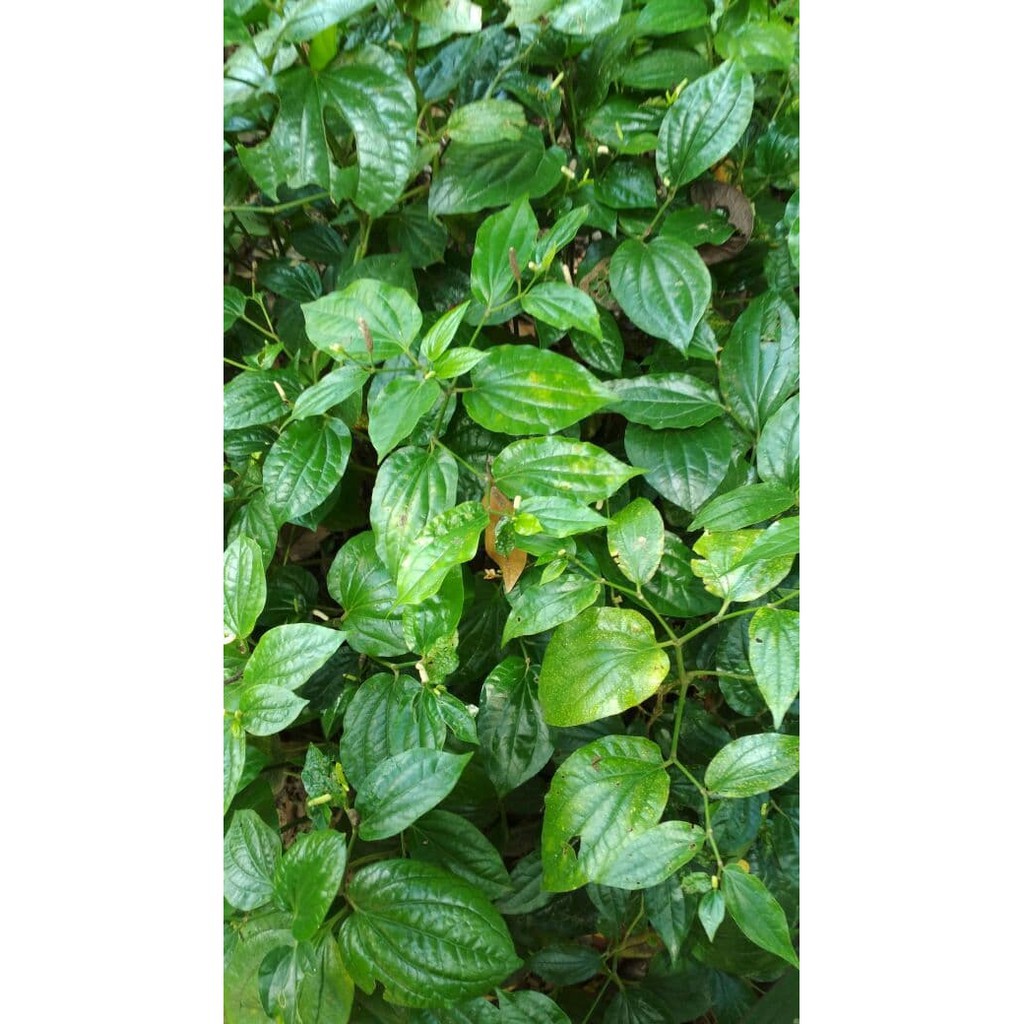 Bibit Tanaman Cabe Kebun