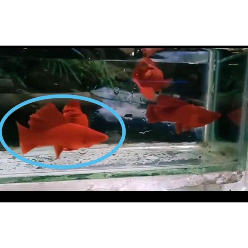 bloodred sabertail cauly