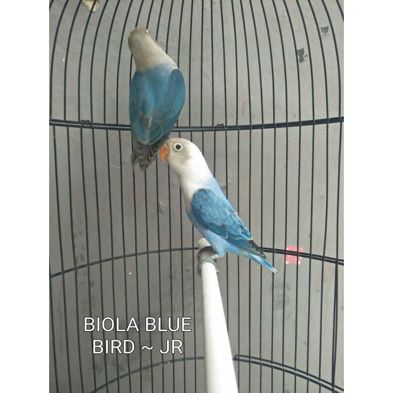 LOVEBIRD BIOLA BLUE