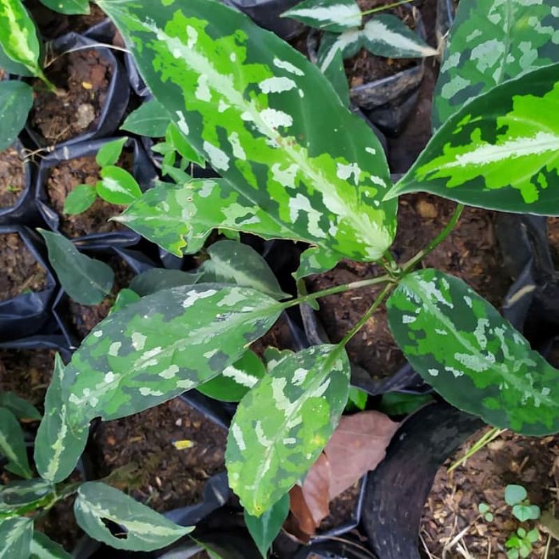 aglonema pictum tricolor