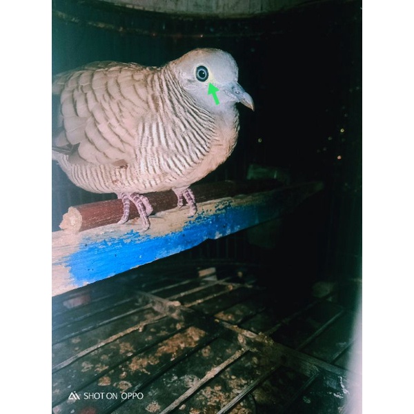 Burung perkutut lokal katuranggan Rondo semoyo manggung gacor suara besar