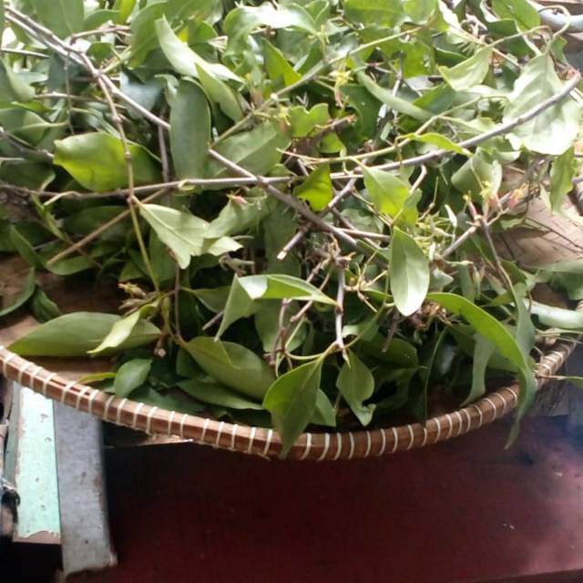 Daun Benalu Jeruk Nipis 1kg Shopee Indonesia