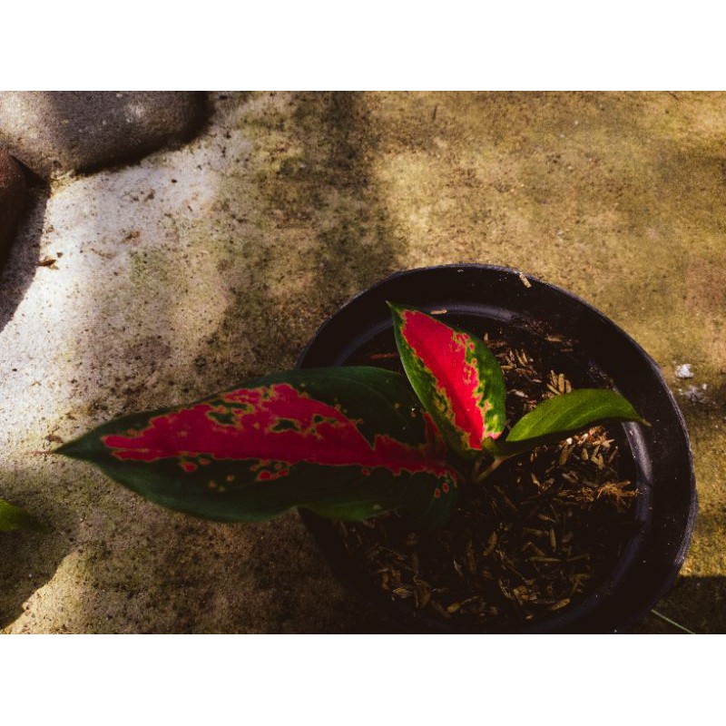 aglonema kochin cameleon