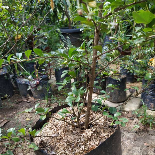 Bahan bonsai Hokianti