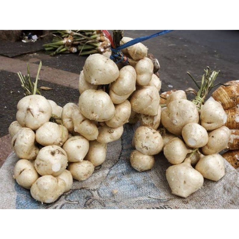 

Bengkoang segar