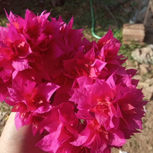 anandarosaliasmanema4