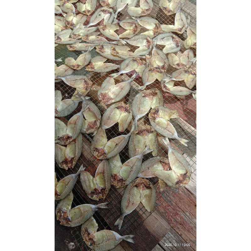 

IKAN ASIN DINGKIS 1 EKOR