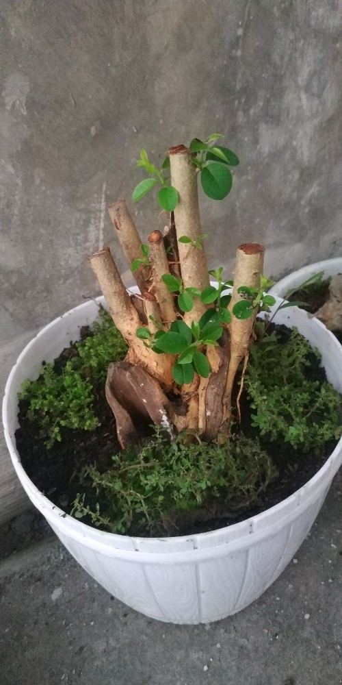 Bahan Bonsai Pohon Sisir / Kaliage Medium Berkarakter