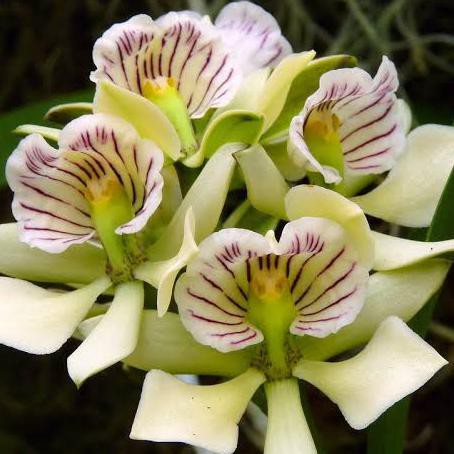 Buruan Beli] Bibit Botol Anggrek Encyclia Radiata Species Spesies Spesi Langka