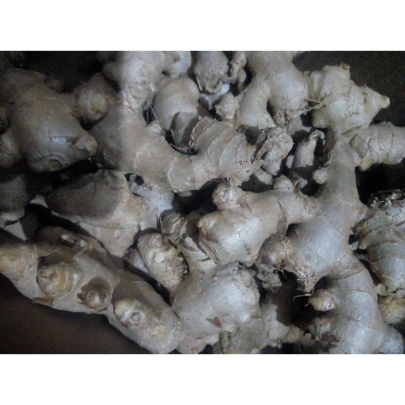 

JaheGajahSegar1kg