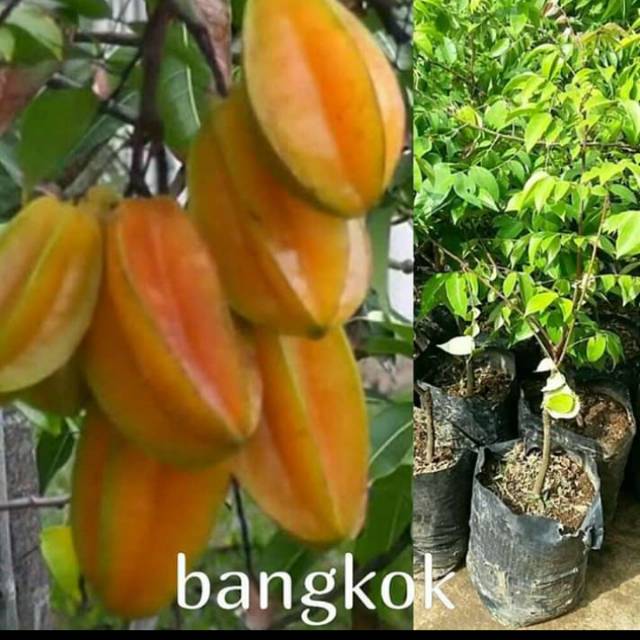 bibit belimbing bangkok
