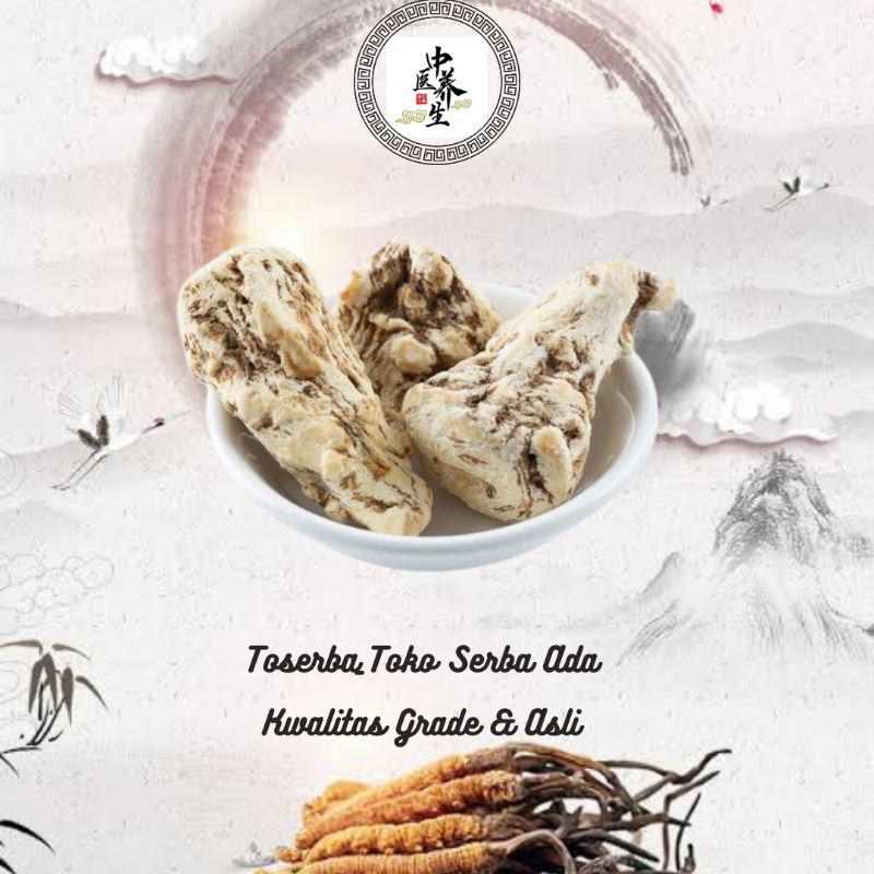 

100gr Herbal Dang Gui Tou 當歸頭 Dong Quai Angelica Root Head Utuh Grade A