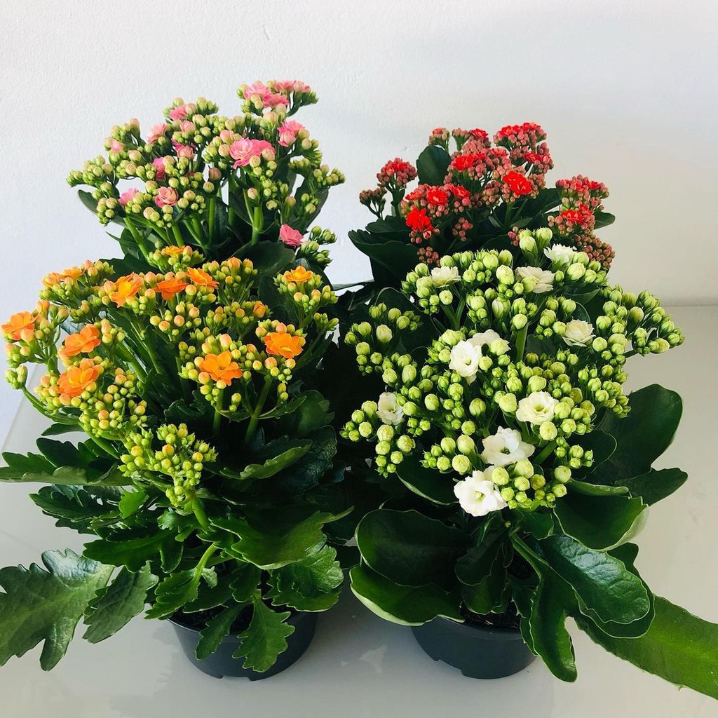 TANAMAN BUNGA HIDUP COCOR BEBEK KALANCHOE, BUNGA TUMPUK, BUNGA BAGUS UNTUK HIASAN, BERKUALITAS, SIAP