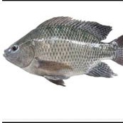 

ikan nila 500gr