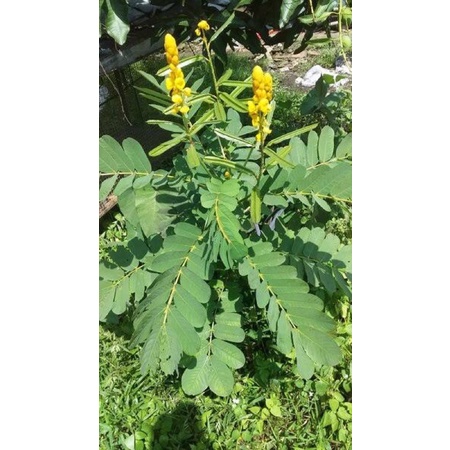 

daun herbal ketepeng segar 500gr