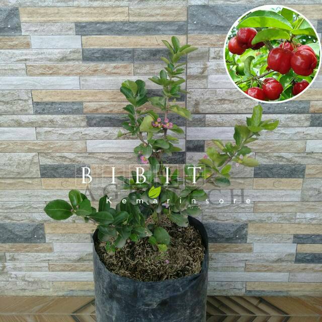 Bibit Cherry Barbados/Sianci Cangkok Cepat Berbuah