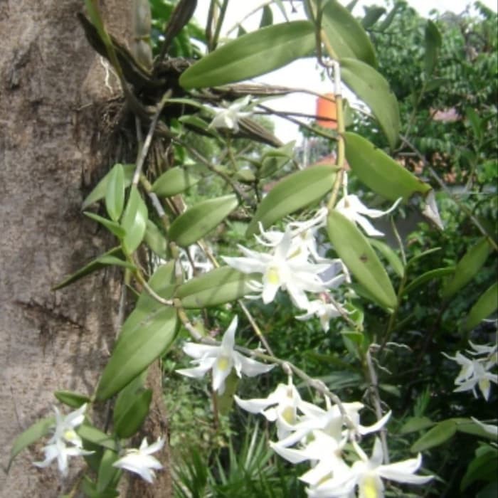 Jual Anggrek Dendrobium Crumenatum Murah Shopee Indonesia