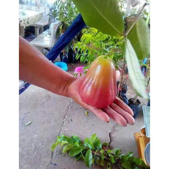 Kw Asli S4Le N4Wf Bibit Tanaman Buah Jambu Bajang Leang 60Cm I”*