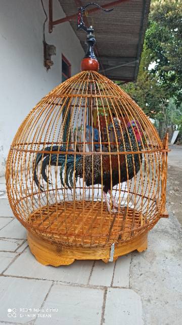 sangkar ayam hutan hijau