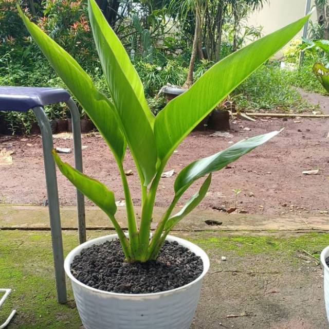 TANAMAN HIAS PISANG KIPAS - TANAMAN INDOOR - POHON PISANG