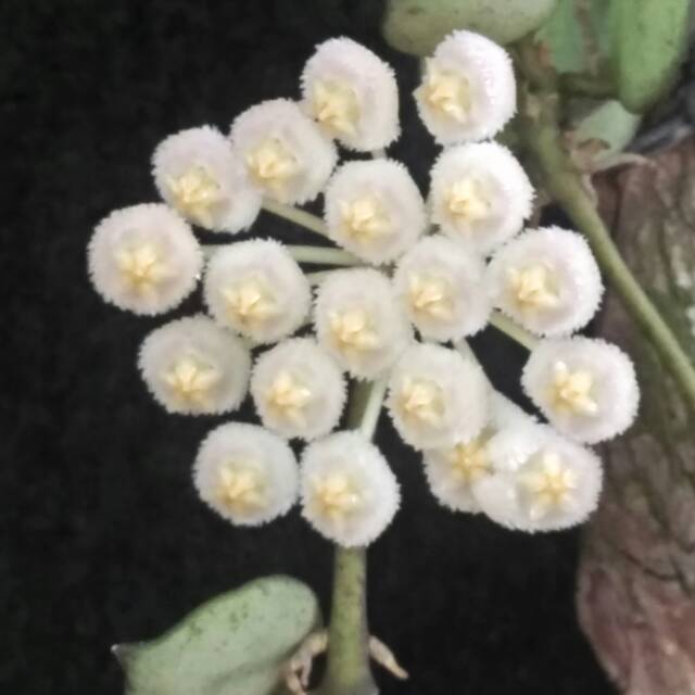 tanaman hoya lacunosa