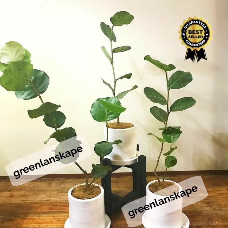 Tanaman Hias Ketapang Cocoloba Uvifera