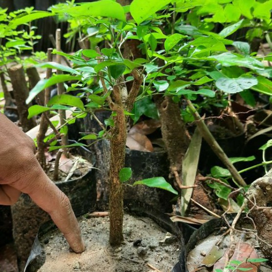 Bibit tanaman Kemuning / bahan bonsai kemuning ( Murraya paniculata )