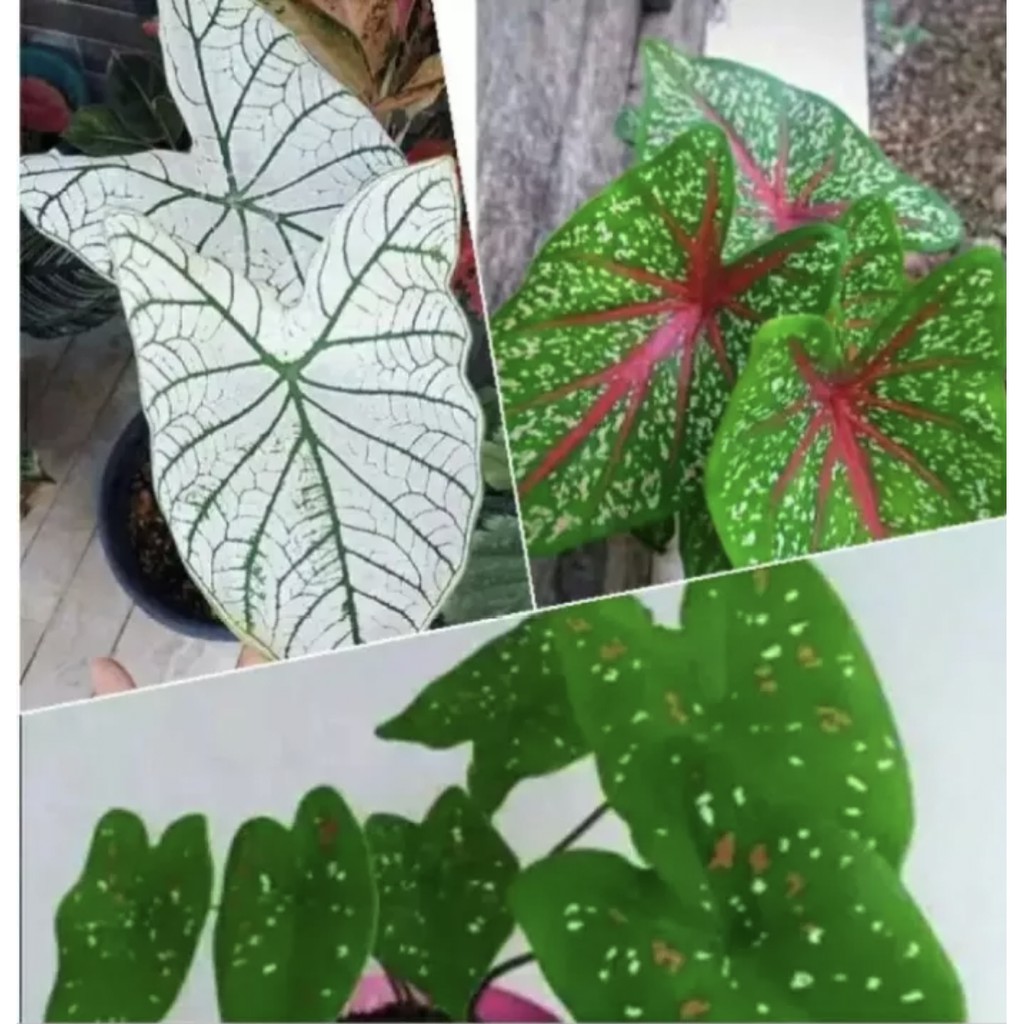 PAKET HEMAT- 3 JENIS TANAMAN KELADI CANTIK