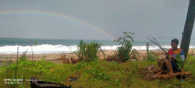 Pampas Putih Bulu Lebat