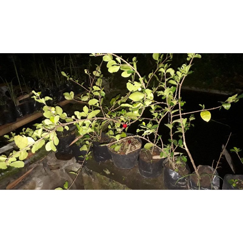 sianci /barbados chery berbuah selagi musim