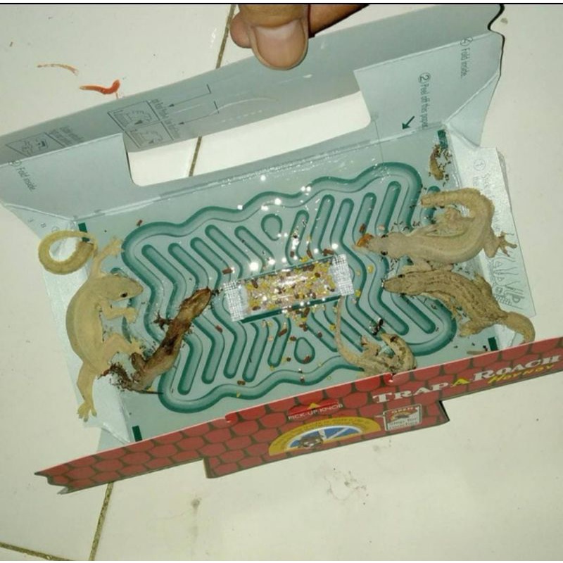perangkap kecoa dan cicak hoy hoy original