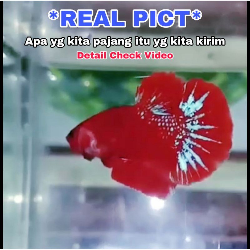 Cupang Hellboy Star tail  (Indukan) Top Grade Male/Jantan (Limited Edition)