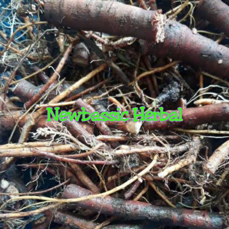 

akar putri malu alami herbal