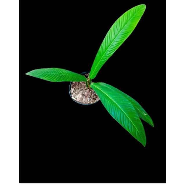 tanaman hias anthurium rinet - pohon anthorium rinet