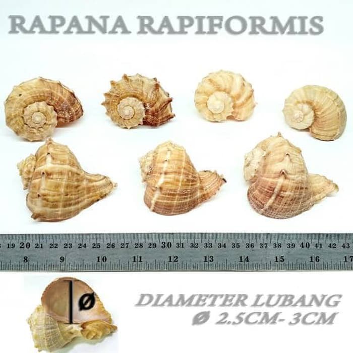 Rapana Rapiformis cangkang shell rumah kelomang umang keong umang asli